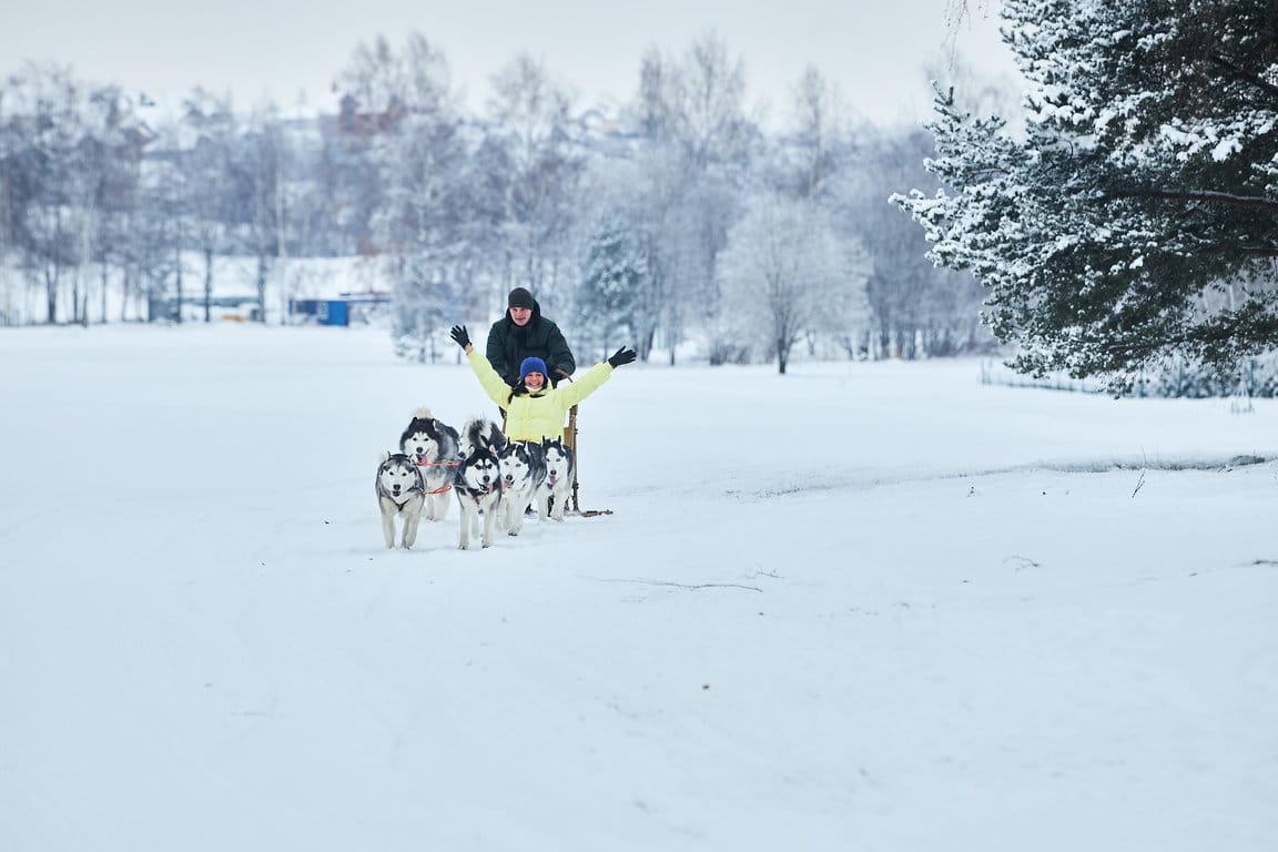 Катание на собачьих упряжках