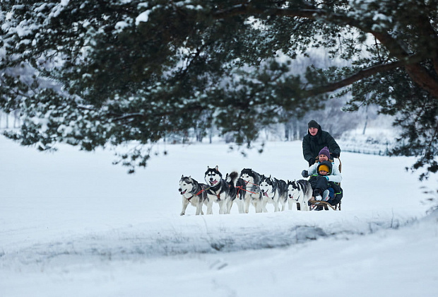 Катание на собачьих упряжках