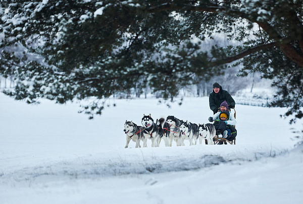Катание на собачьих упряжках