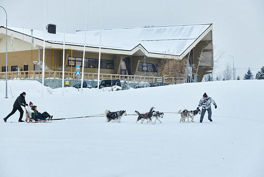 Катание на собачьих упряжках 2