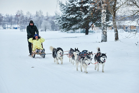 Катание на собачьих упряжках 3
