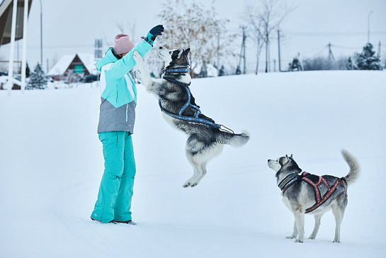 Катание на собачьих упряжках 4